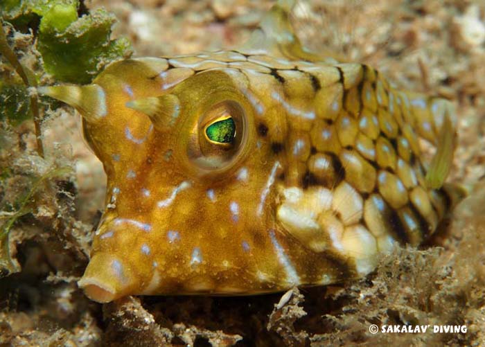 photo dive macro Madagascar